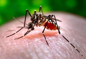 Zika Virus nedir?